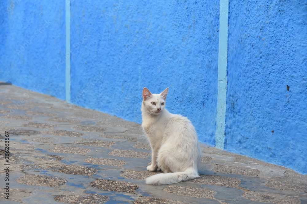 Fototapeta premium White cat in old city of Asilah, North Morocco