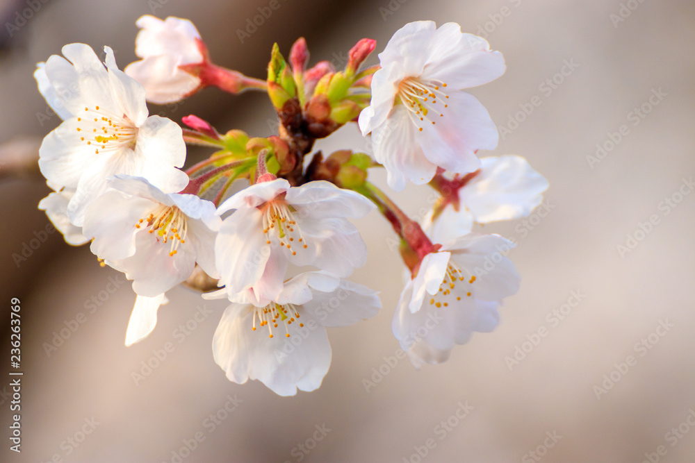 桜の花　春イメージ