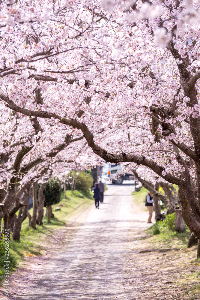 桜のアーチ　春イメージ