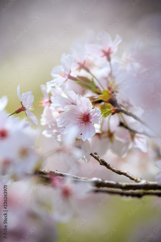 桜の花 春イメージ 桜の花 春イメージ