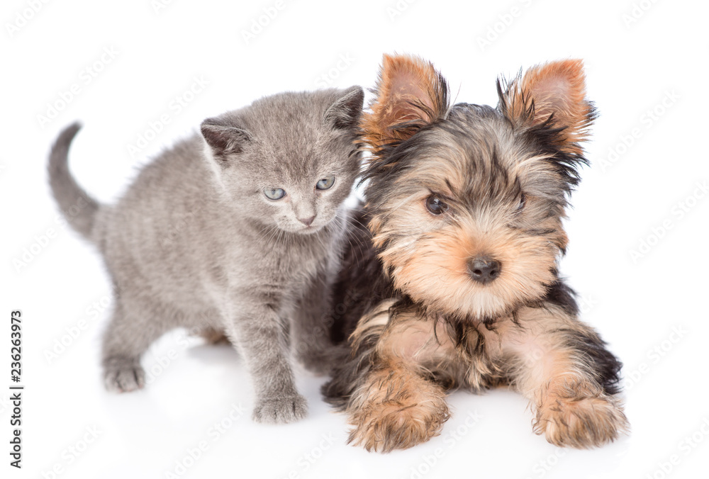 Little yorkshire terrier and baby kitten together. isolated on white background