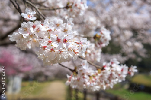 桜の花 春イメージ