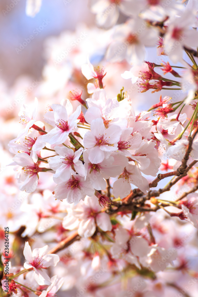 桜の花　春のイメージ