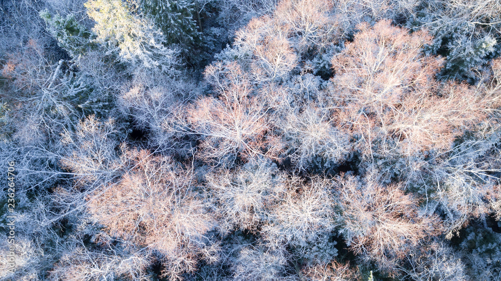Beautiful view of trees covered by snow. Winter forest. Beautiful view of trees covered by snow. Winter forest.