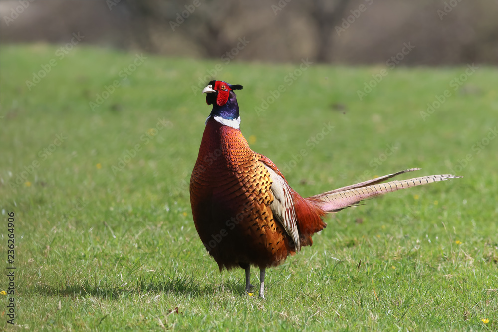 Naklejka premium A majestic ring necked pheasant