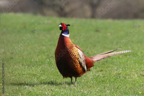 A majestic ring necked pheasant