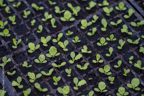 shoot of lettuce seeds in cassettes in a hotbed. lettuce sprouts on the fifth day photo