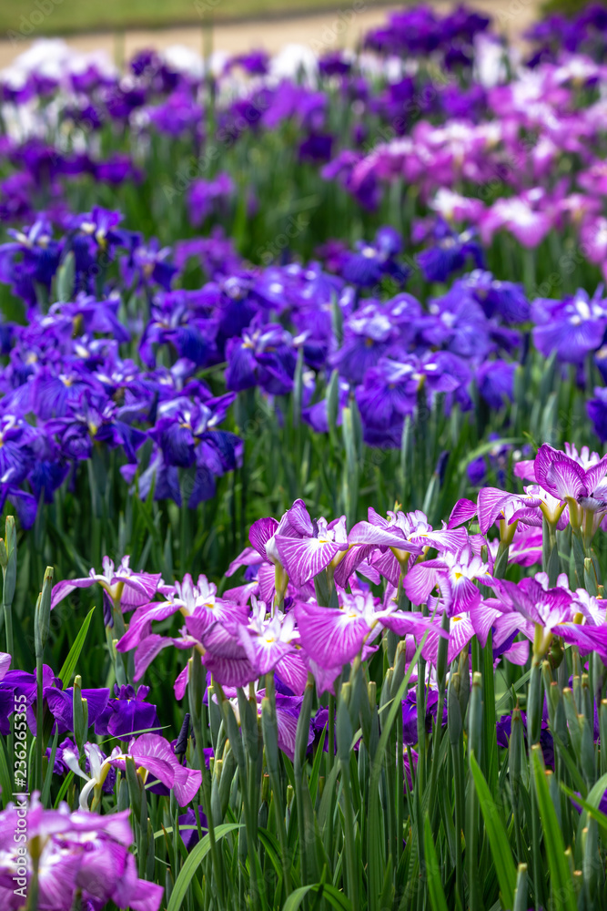 花菖蒲 初夏イメージ 花菖蒲 初夏イメージ