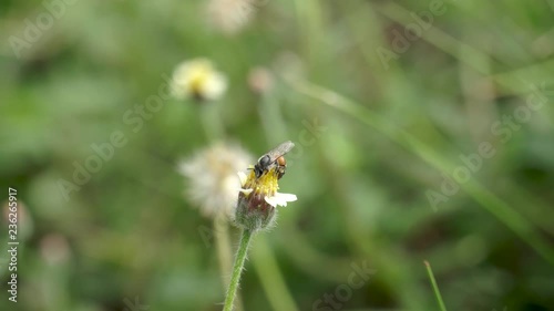 Wallpaper Mural a Bee perched on the beautiful flower. Torontodigital.ca