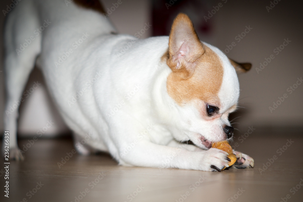 little white dog Chihuahua eats holding cookie in his paws