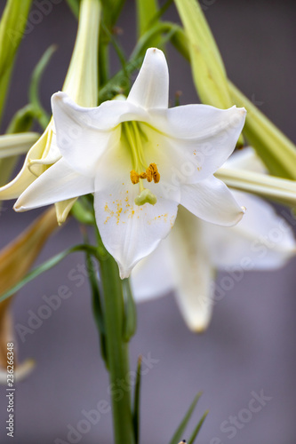 Fototapeta Naklejka Na Ścianę i Meble -  ユリの花