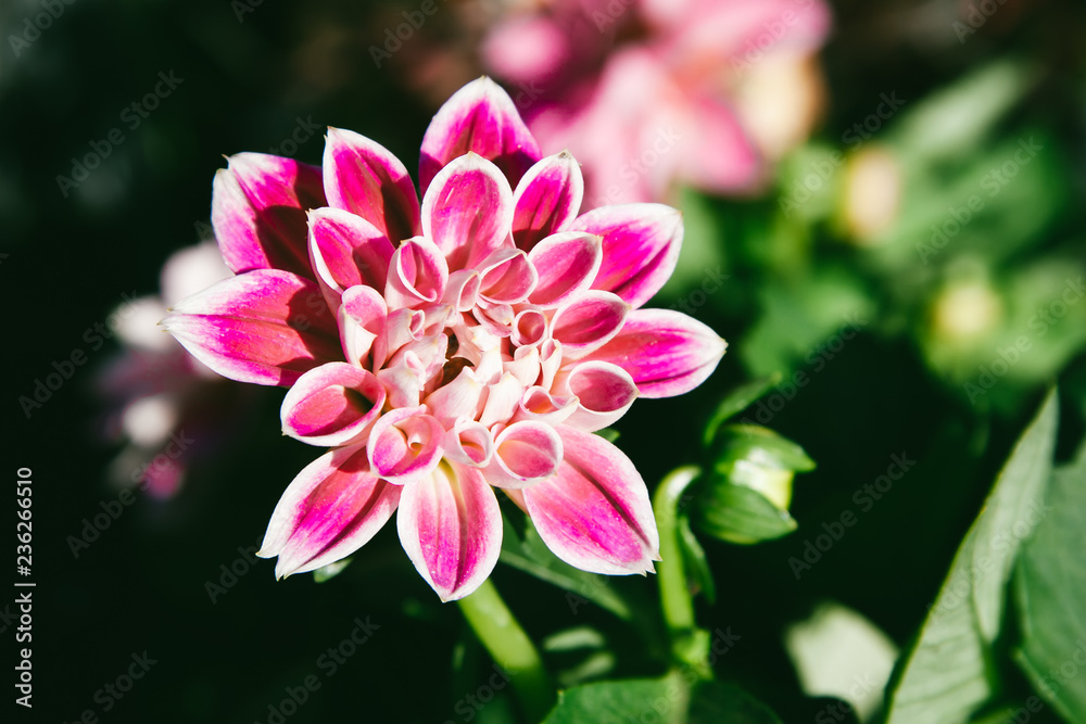 Pink Dahlia Fower on Green Nature Pink Dahlia Fower on Green Nature