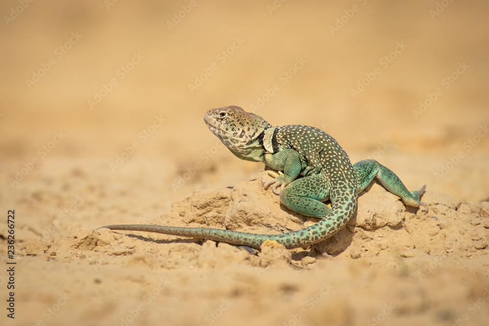 Dangerously looking lizard on dry land. Desert is the typical environment for this beautiful animal. Dangerously looking lizard on dry land. Desert is the typical environment for this beautiful animal.