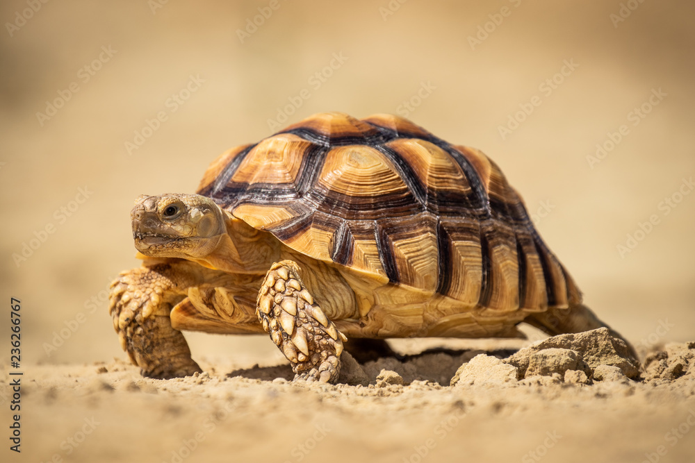 Obraz premium Beautiful turtle slowly walking over sand. Amazing animal. Living in exotic locations in extreme conditions.