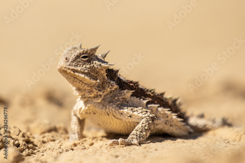 Dangerous and frightening desert lizard. Quietly soaking warmth and energy of the sun. Angry looking reptile.