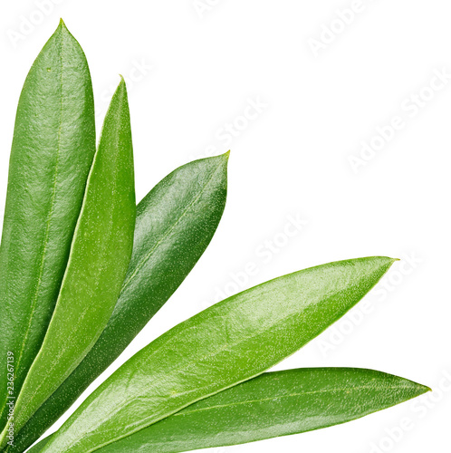 Olive leaves isolated on white