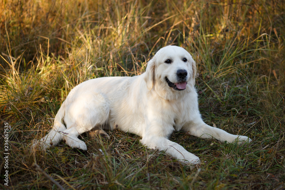 Golden retriever Golden retriever