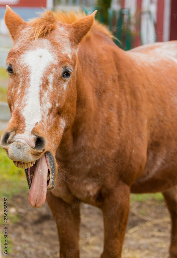 A light brown horse in a barnyard laughs with his tongue out, on a dark, overcast day. His upper teeth are visible, and he is looking almost towards the camera. A light brown horse in a barnyard laughs with his tongue out, on a dark, overcast day. His upper teeth are visible, and he is looking almost towards the camera.