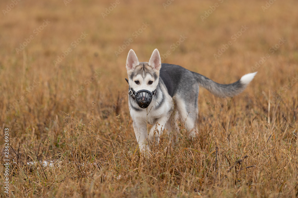 Young husky puppy on a walk in the autumn field Young husky puppy on a walk in the autumn field