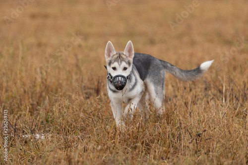 Young husky puppy on a walk in the autumn field © oleghz