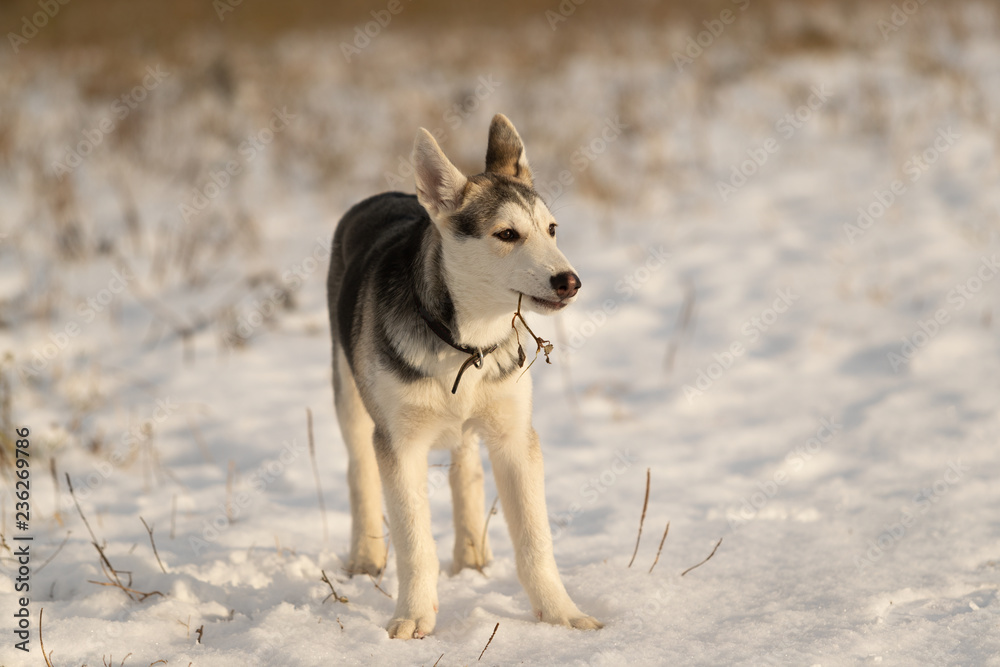 Young husky puppy on a walk in the snow field