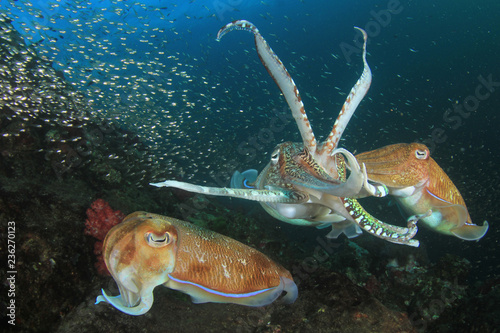 Slika na platnu Pharaoh Cuttlefish mating pair