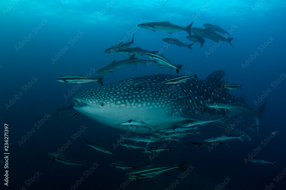 Fototapeta premium Whale Shark 
