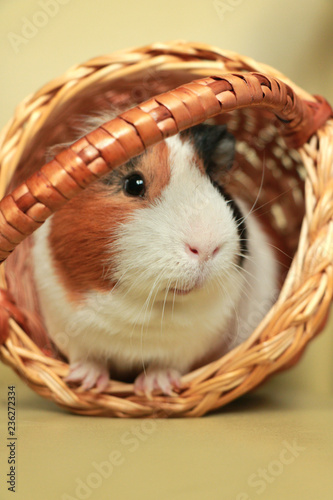guinea pig in wicker basket