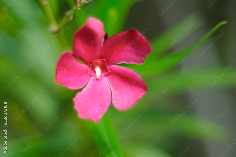 Pink Flower and green blurry backdrop Pink Flower and green blurry backdrop