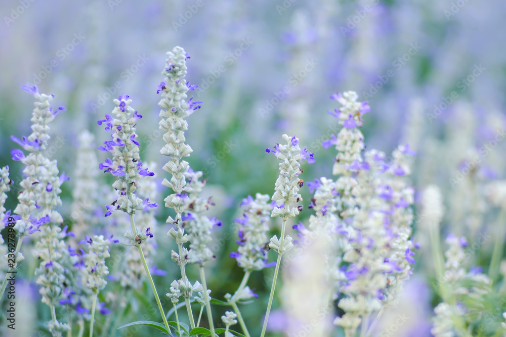Purple flowers behind the scene to soften the beautiful. Purple flowers behind the scene to soften the beautiful.