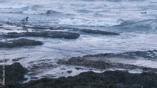 Sea birds ducks and seagulls swim in the sea. Kamka seaweed on the sand beach at sunset. photo