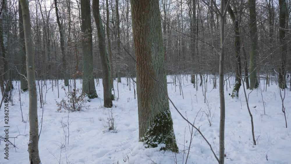 View at the trees in a forest in winter. View at the trees in a forest in winter.