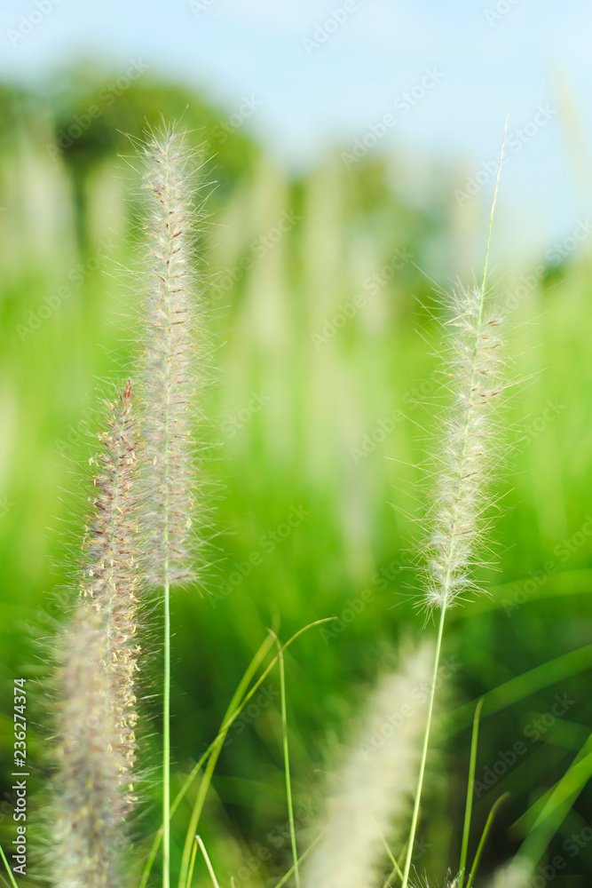 grass are blurred green background from nature.
grass are blurred green background from nature.