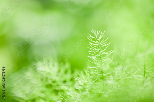 Closeup nature green background leaf blurred and natural plants branch in garden at summer under sunlight concept design wallpaper view with copy space add text.