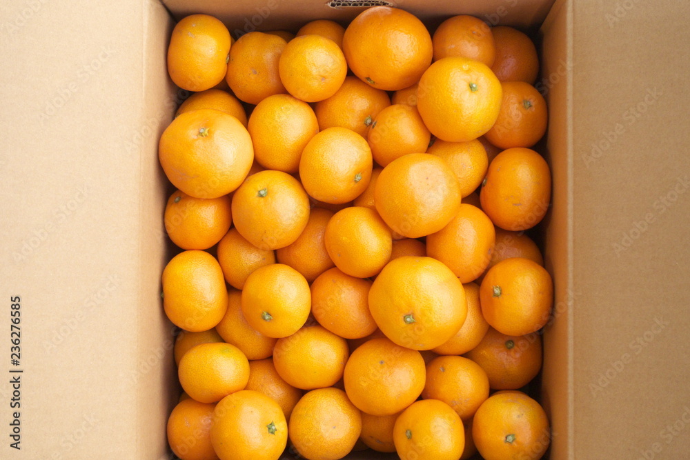 産地直送箱入りみかん - Fresh mandarin oranges from farm in the box 産地直送箱入りみかん - Fresh mandarin oranges from farm in the box