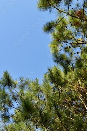 low angle view tree and sky