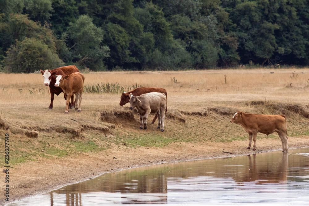 Obraz premium Five cows on edge of river