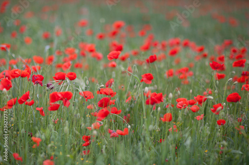 Poppy field close-up © vladislavmavrin