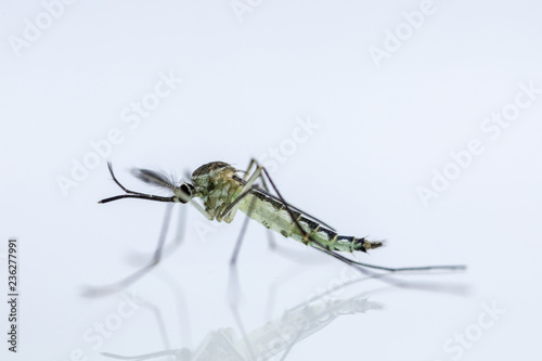 Mosquito (Mosquito Larva) in the order Diptera, Anopheles sp. (Mosquito Larva) in the water for education.