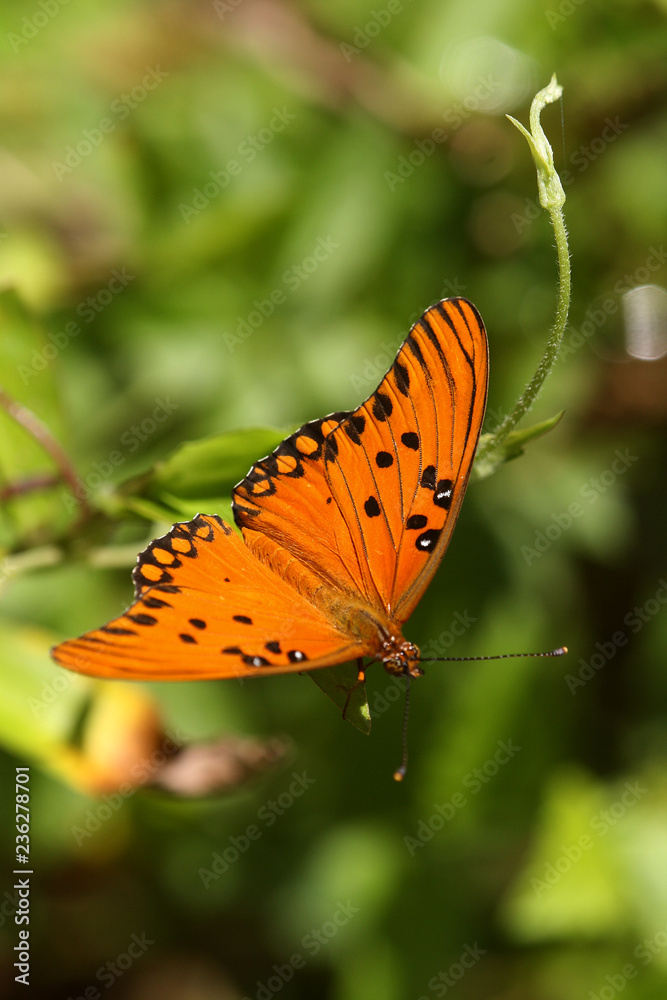 Obraz premium borboleta monarca