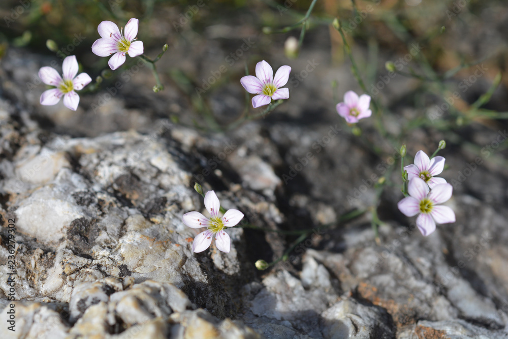 Saxifrage pink