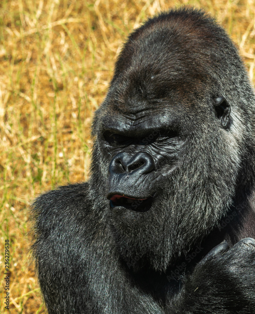 Obraz premium Gorilla 