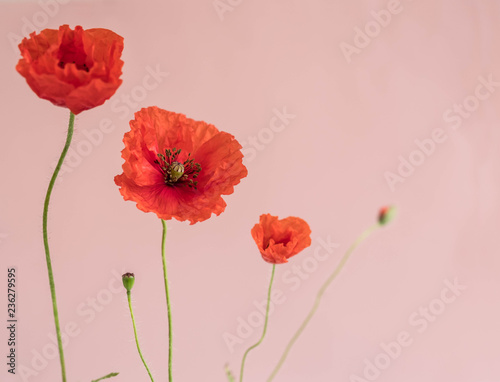 Fototapeta Naklejka Na Ścianę i Meble -  Beautiful red poppies with its buds and leaves on pink background
