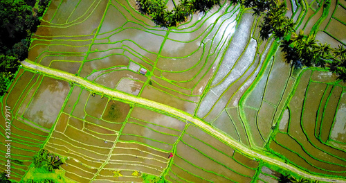 Abstract Aerial View Of Rice Terraces In Jungle Valley - Tegalalang, Indonesia