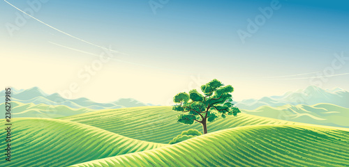 Rural landscape with snow fields and a lonely tree and the mountains in the background in the distance.