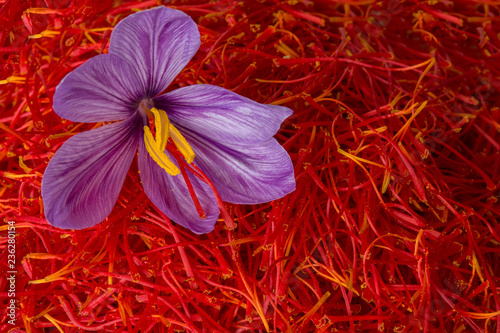 Flowers of saffron after collection. Crocus sativus, commonly known as the 