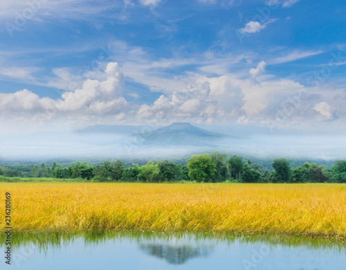 The soft focus green paddy rice field with beautiful sky and cloud, Thailand fuji mountain similar to Japan's Fuji mountain in Thailand.