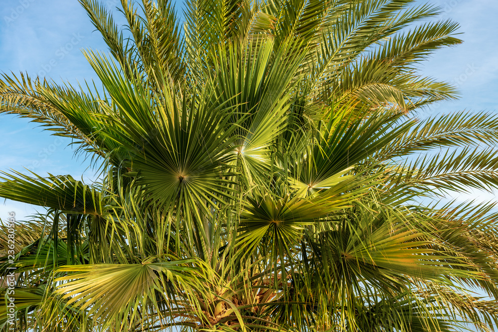 Close-up of the Green Palm Leaves