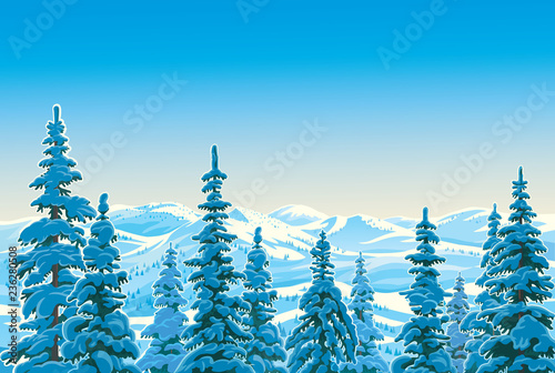 Winter mountain landscape with snow covered trees spruce in the foreground.