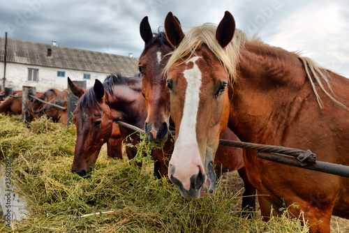horses eating hay on the farm